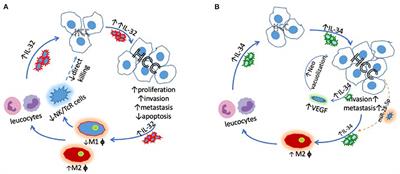 IL-32 and IL-34 in hepatocellular carcinoma